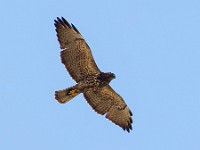 Q0I5297c  Swainson's Hawk (Buteo swainsoni) - intermediate juvenile
